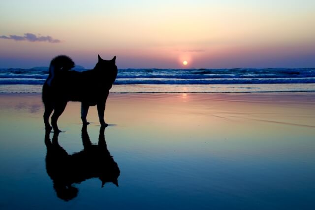 犬と海